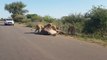 Un lion charge un buffle en pleine route sous les yeux de touristes médusés