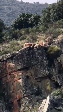 12 chiens et un cerf tombent d'une falaise pendant une chasse à courre