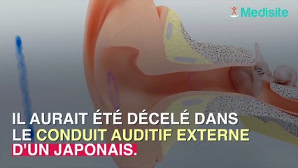 C. auris : nous savons où ce germe mortel a débuté sa course