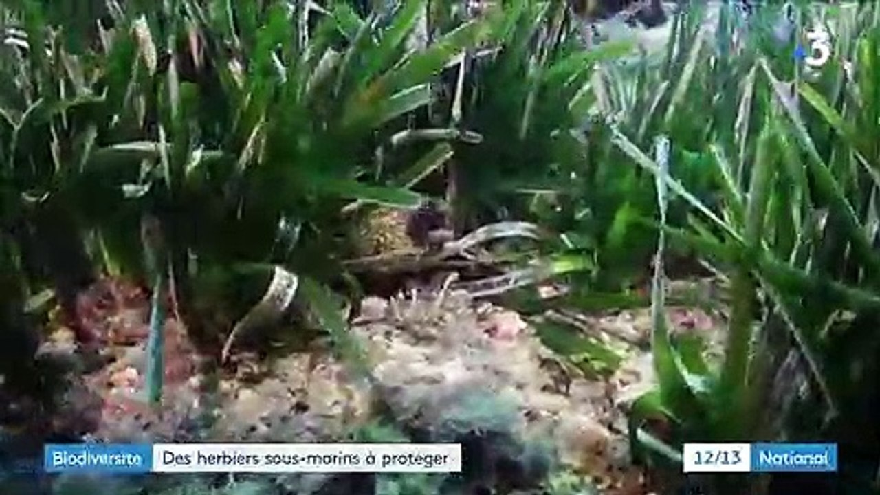 Méditerranée : les agents marins veillent à la protection des herbiers aquatiques