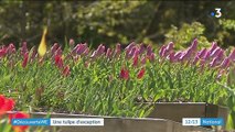 Hautes-Alpes : la tulipe de Guillestre, une plante au naturel
