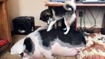 Ce chien tente de réveiller son copain le cochon flemmard...