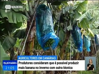 Produtores de Banana tentam promover maior produção na época de Inverno