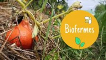 Les petites fermes sont le futur de notre alimentation, protégeons-les !