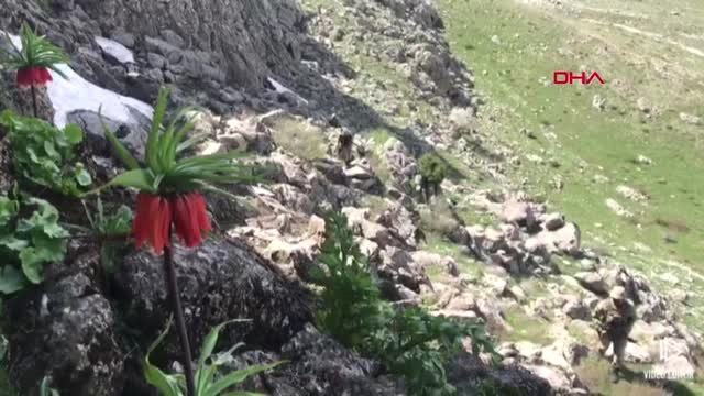 Kahramanmaraş Ters Lalelere Jandarma Koruması