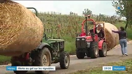 Agriculture : alerte au gel sur les vignobles en ce début de mai