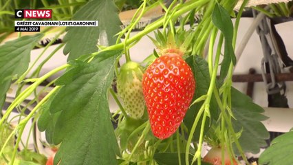 Les fraises arrivent sur nos étals