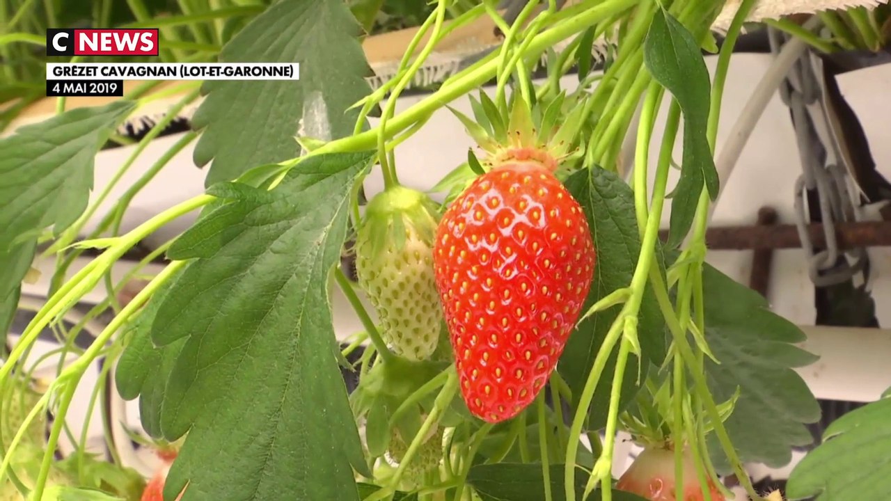 Les fraises arrivent sur nos étals