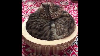 Mother Cat and Cute Kittens -