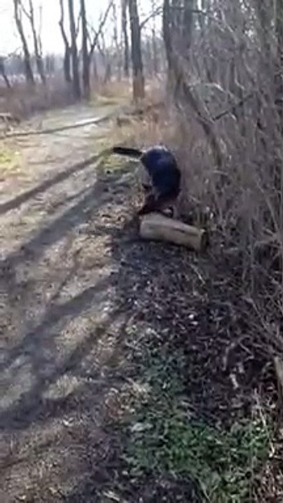 Ce chien est bien décidé à ramener son gros tronc d'arbre
