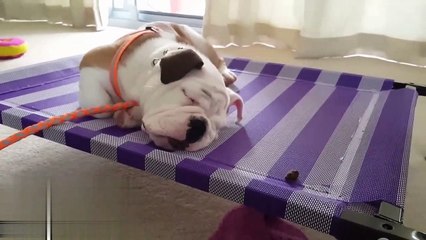 How to waking up your pet when they're sleeping