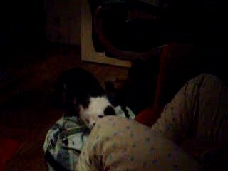 bouba chat intelligent