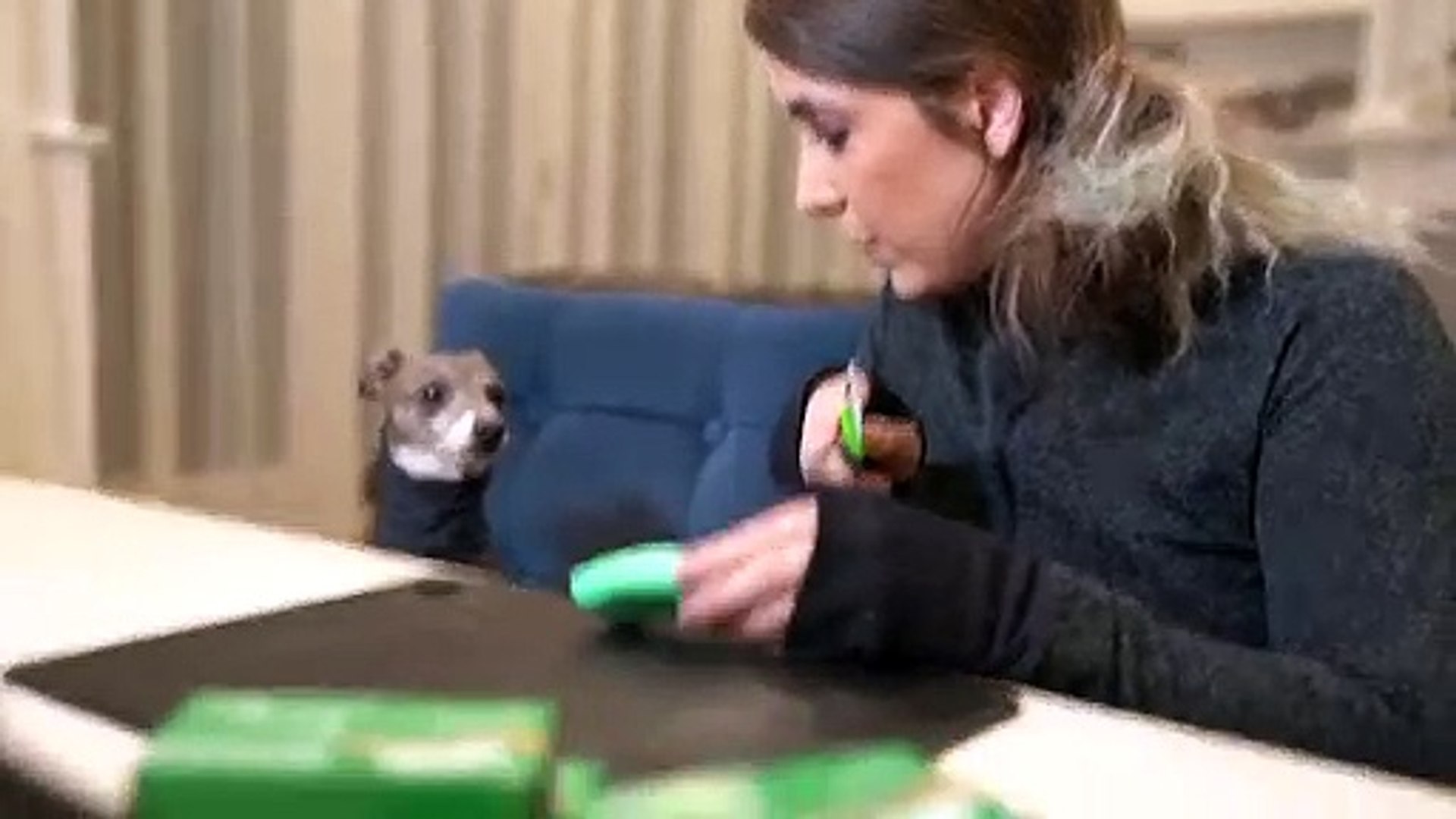 Cutting soap for my dog top