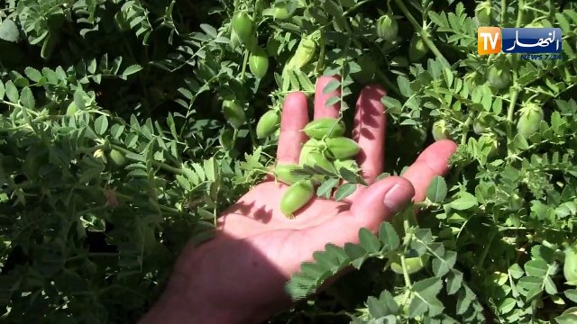 غرداية: بعد إنتاج الحبوب الجافة..الشروع في إنتاج البقوليات