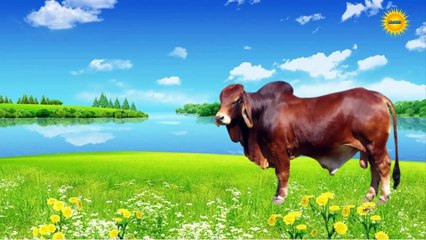 Bé Tập Làm Quen Với Các Loài Vật Hoang Dã Qua Hình Ảnh Và Âm Thanh Vui Nhộn