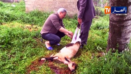 جيجل: ذبح الغنم ..عادة سكان قرية "بلعيدن" بتكسانة لإستقبال الشهر الفضيل