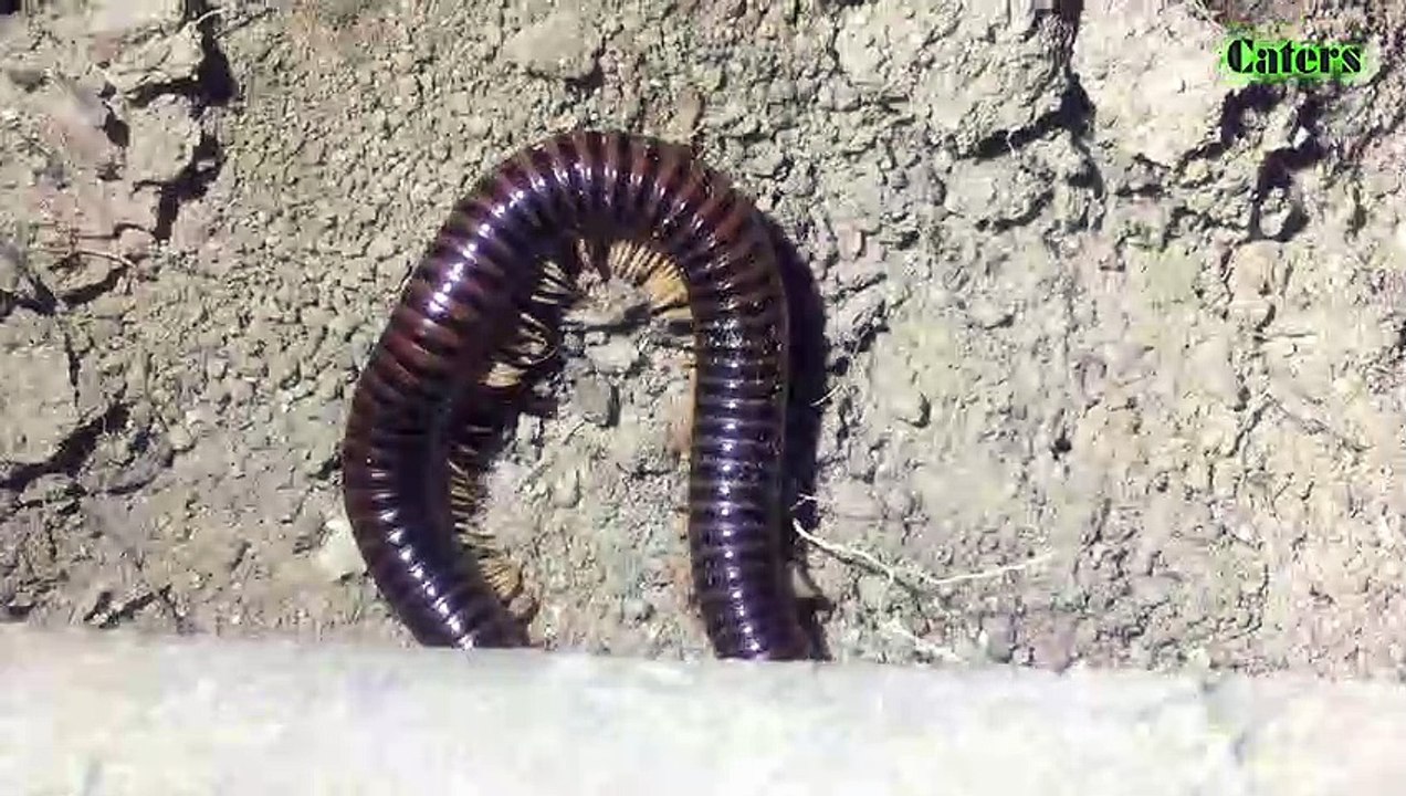 A millipede go to eat at night