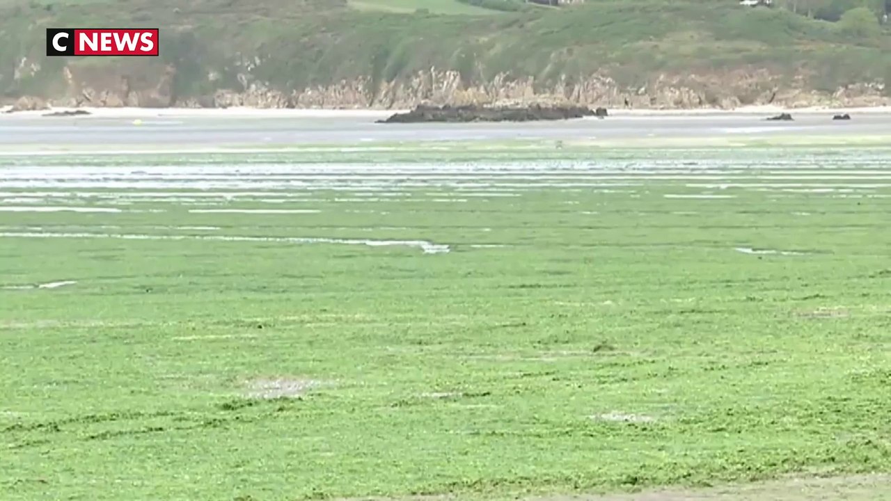 Les algues vertes déjà de retour en Bretagne