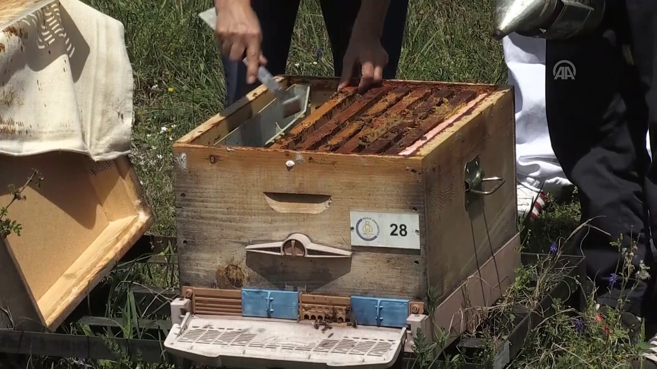 HUZUR VE BEREKET AYI RAMAZAN - Ramazanda 'arı ürünleriyle dinç kalın' önerisi - DÜZCE