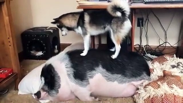 Ce chien tente de réveiller son copain le cochon flemmard...