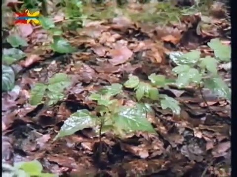 Mittendrin 09 in einer Höhle - Umweltmagazin mit Peter Lustig