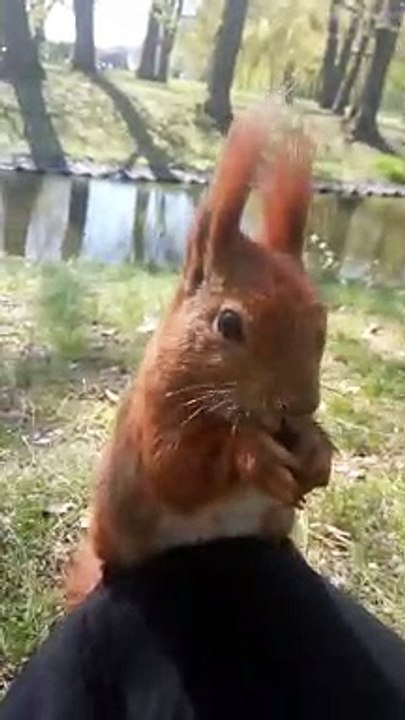 Hand-Feeding a Friendly Squirrel