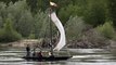 VIDEO. Tours : une embarcation de Loire mise à l'eau à Luynes