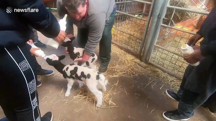 Lucky UK farm visitors bottle-feed newborn spring lambs
