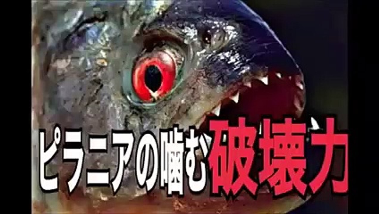 ピラニアの怖さが解る,　ピラニアの噛む力　ピラニア,　捕食