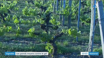 Gironde : les vignerons combattent le gel pour sauver les récoltes