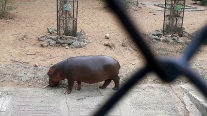 HIPPOPOTAMUS WALKING IN THE FLOOR AND SWIMMING WATER
