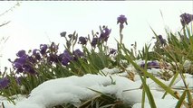 Winter returns to France, with snow and ice on the Côte d'Azur