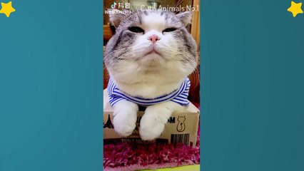 Tiktok Cat - Tik Tok Funny Cat - Cute Cat Videos Compilation 2019 #6  Adorable Cats