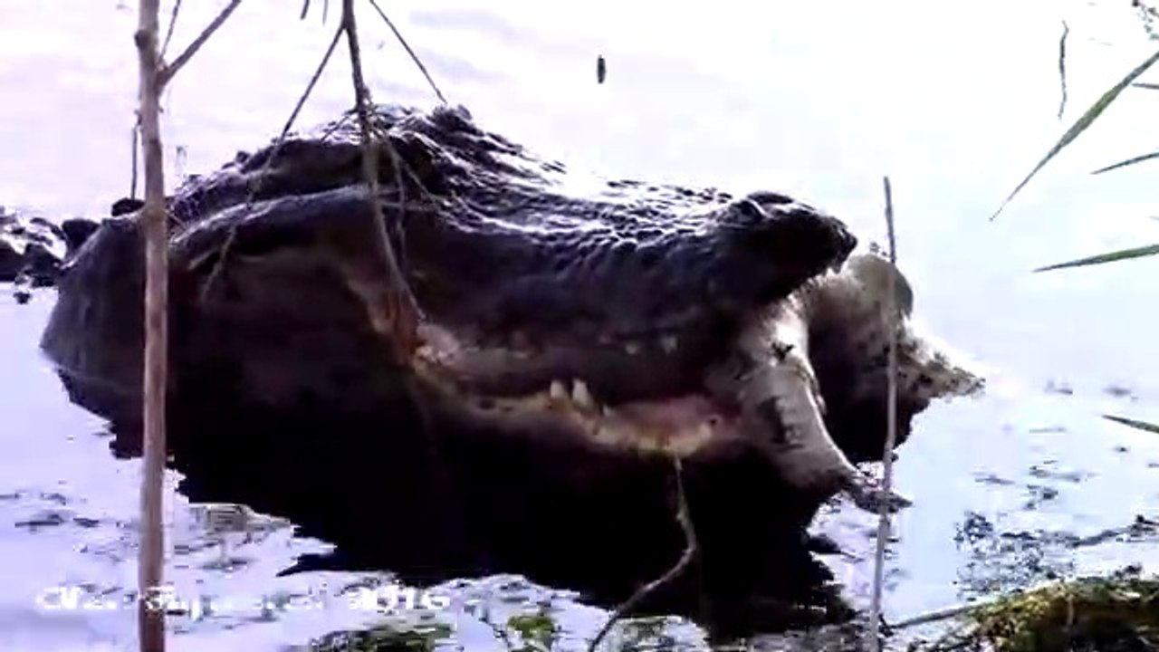 Un alligator dévore un autre alligator... Aucun pitié