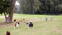 Dog Identification and Tracking