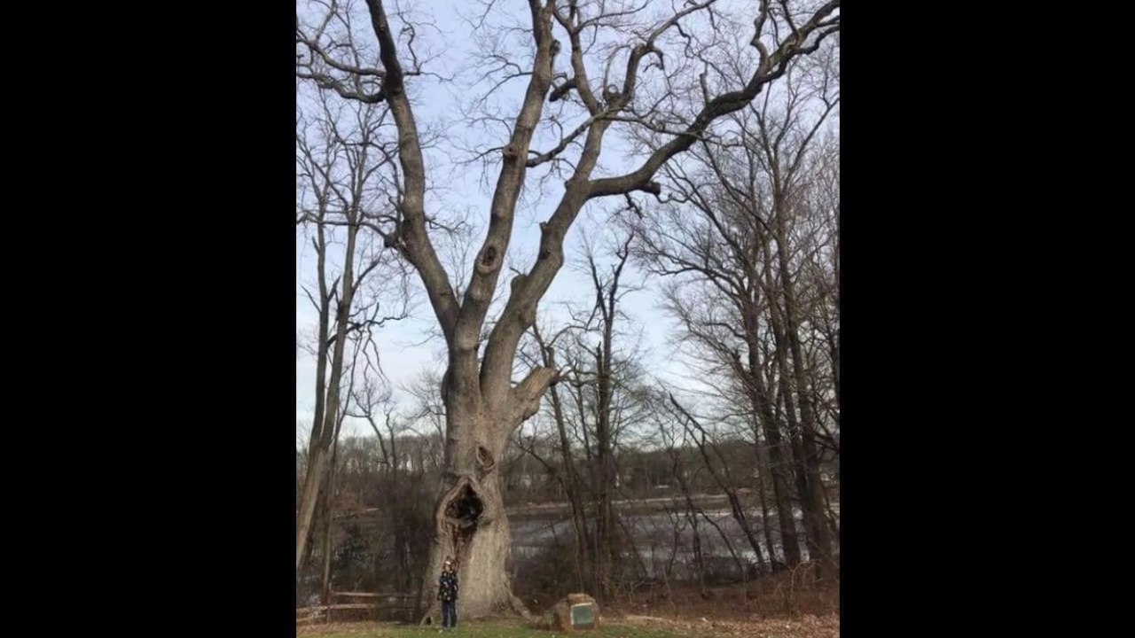 500 Year Old Clement Oak Tree, Deptford New Jersey (AXIS VIDEO)