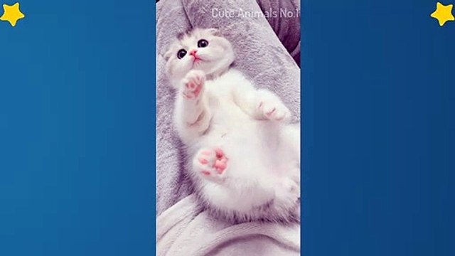 Cute Cats Videos Compilation Cute Moment Of The Cats – Cutest – Funniest Animals! #1