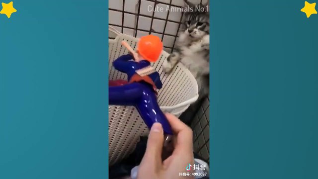 Cute Cats Videos Compilation Cute Moment Of The Cats – Cutest – Funniest Animals! #3