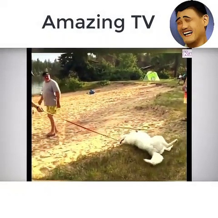 when the dog protects the owner