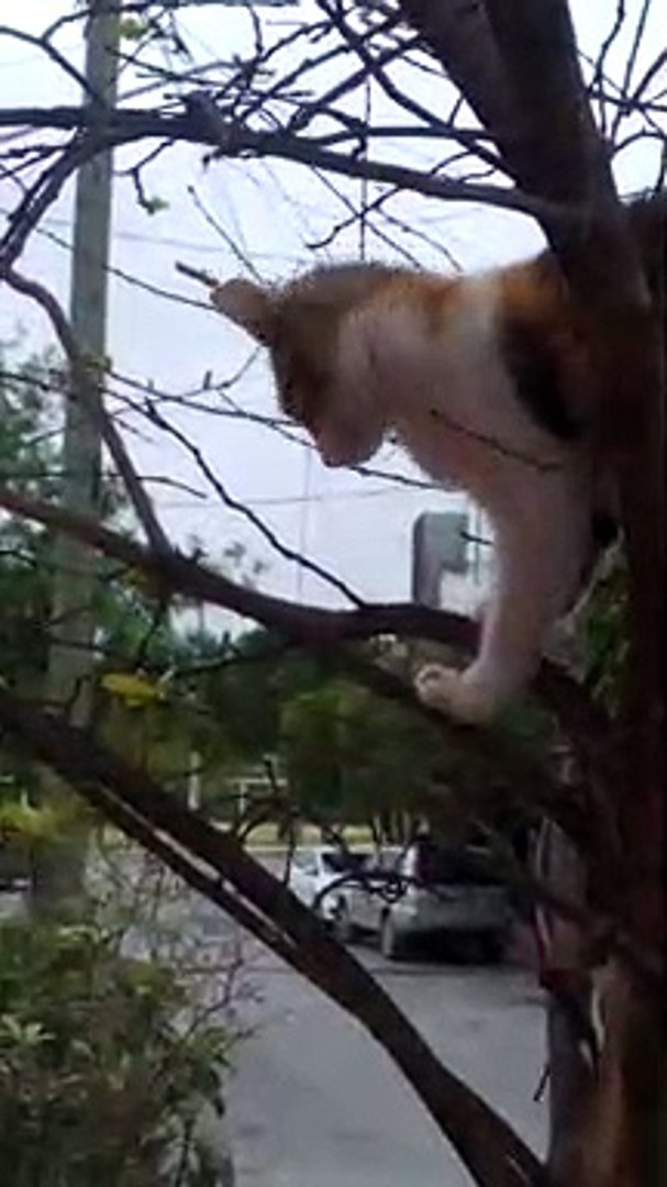 CAT The tree cat