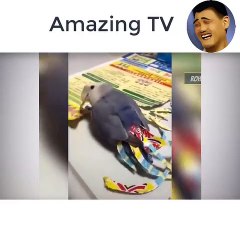 Make Me, The World's Most Funny Collection of Animal Videos