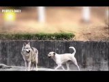 BFFs A wild male wolf and a female dog share an incredible friendship at a