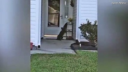 Kinh dị cảnh cá sấu đứng trên 2 chân sau, đòi mở cửa vào nhà