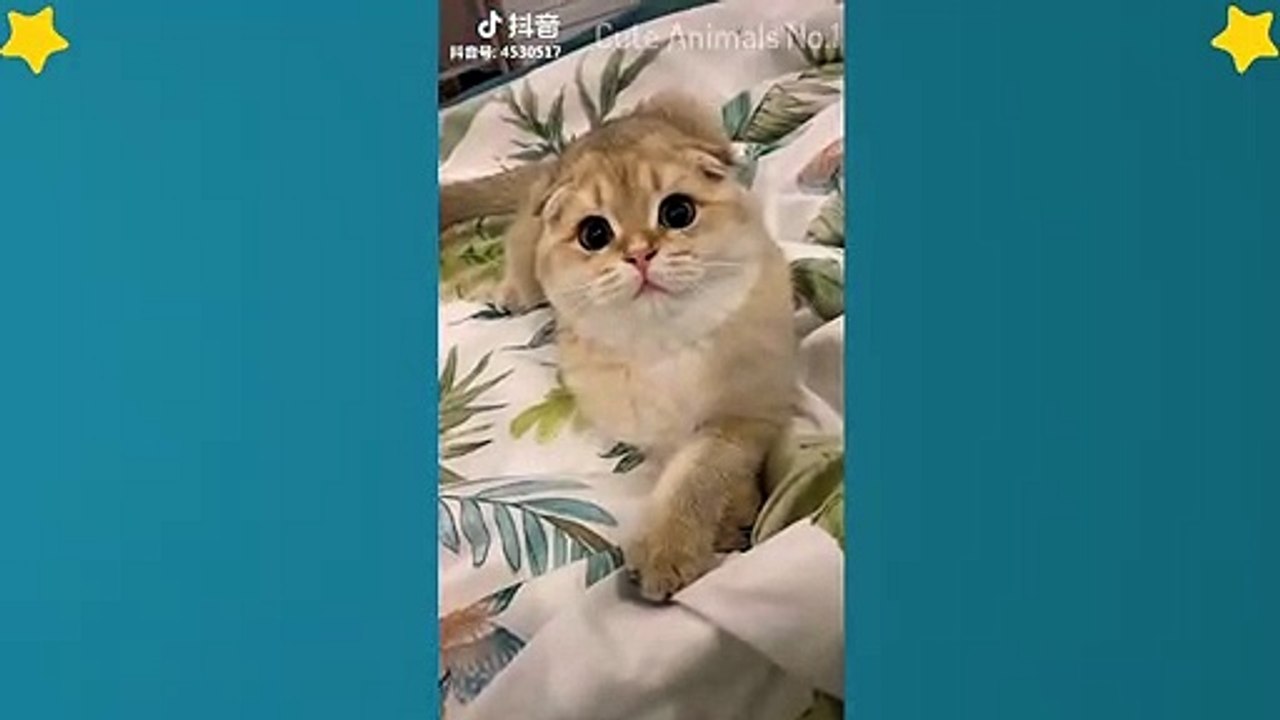 Cute Cats Videos Compilation Cute Moment Of The Cats – Cutest – Funniest Animals! #4