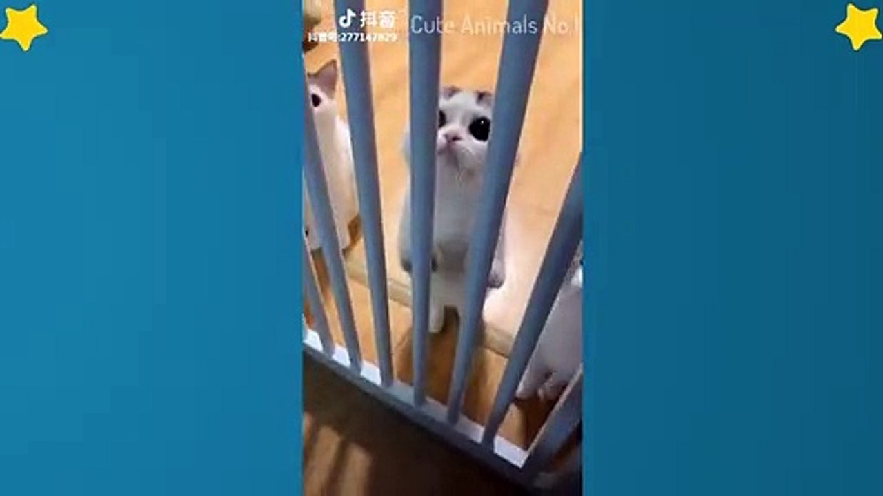 Cute Cats Videos Compilation Cute Moment Of The Cats – Cutest – Funniest Animals! #5