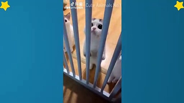 Cute Cats Videos Compilation Cute Moment Of The Cats – Cutest – Funniest Animals! #5