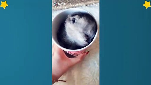 Cute Cats Videos Compilation Cute Moment Of The Cats – Cutest – Funniest Animals! #6