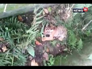गांव में आए बाघ के बच्चे को वन विभाग ने किया रेस्क्यू