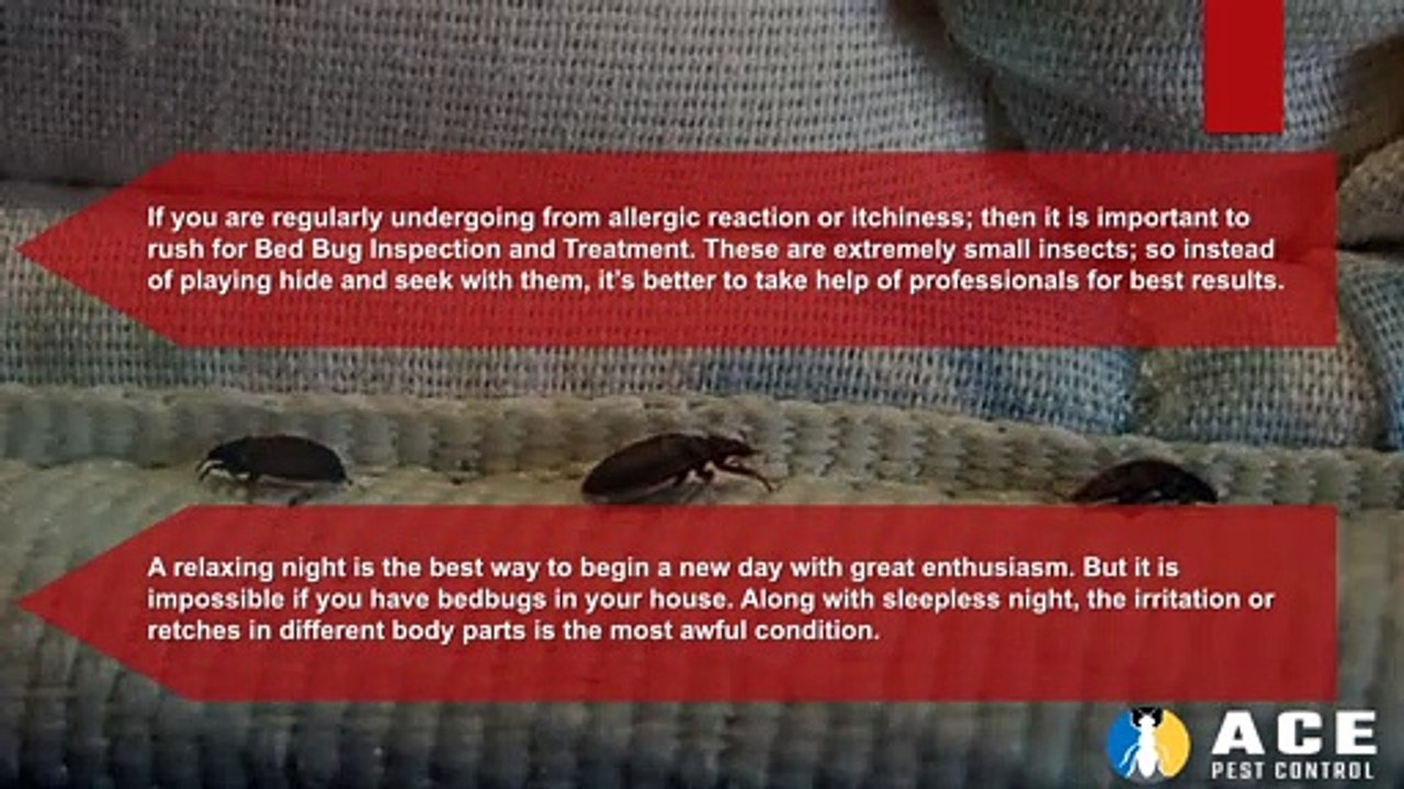 How Bed Bug can give you Sleepless Nights?