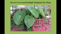 How to Grow & Multiple  Elephant Ear Plant | Elephant Ear Plant ko Multiple karnay ka asaan tarika, very easy mehod